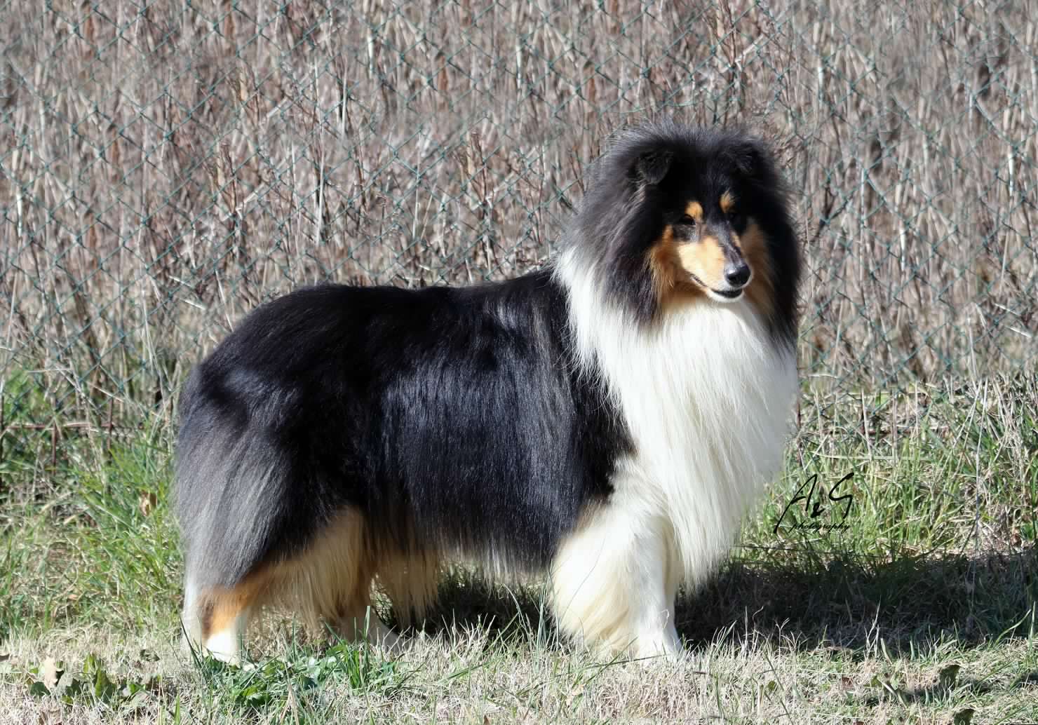 Skabona Extra Player