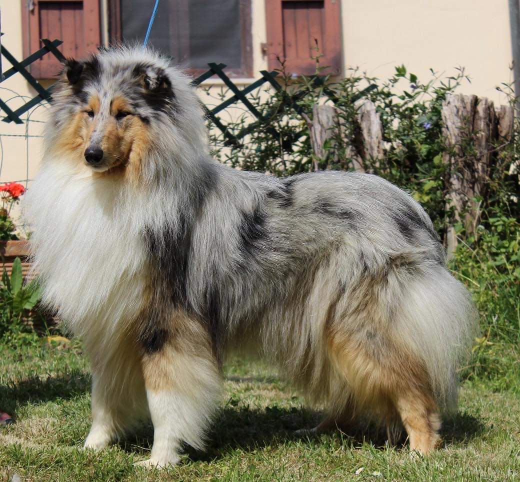 Gelida Manina Blu di Cambiano