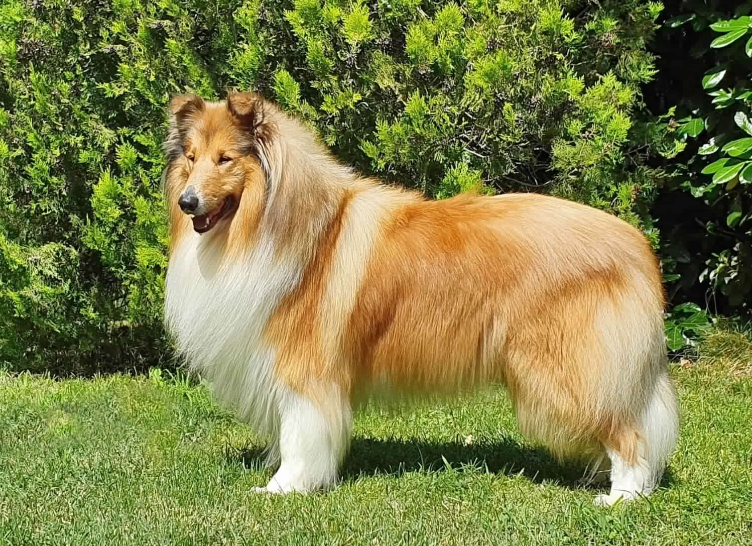 Swarovski di Cambiano